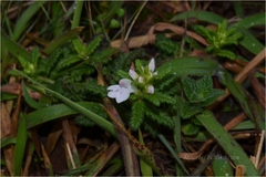 Pedicularis zeylanica